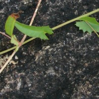 Xenostegia tridentata (L.) D.F.Austin & Staples